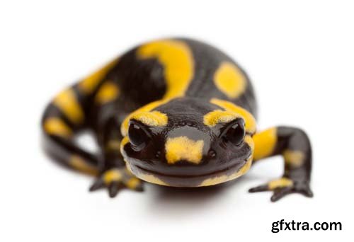 Fire Salamander Isolated - 15xJPGs