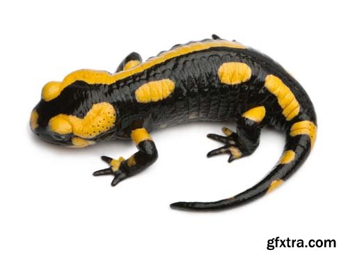 Fire Salamander Isolated - 15xJPGs