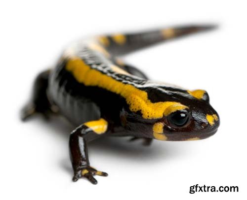 Fire Salamander Isolated - 15xJPGs