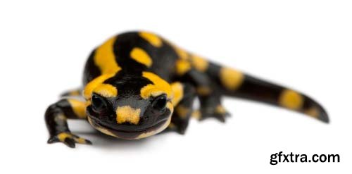 Fire Salamander Isolated - 15xJPGs