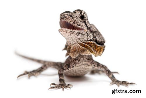 Frill-Necked Lizard Isolated - 15xJPGs