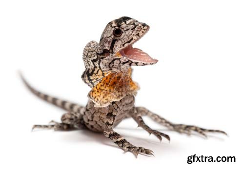 Frill-Necked Lizard Isolated - 15xJPGs