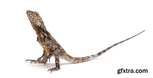 Frill-Necked Lizard Isolated - 15xJPGs