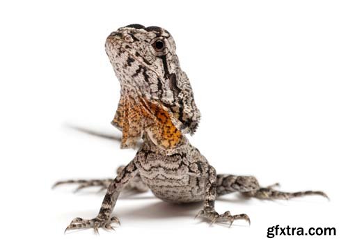 Frill-Necked Lizard Isolated - 15xJPGs