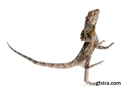 Frill-Necked Lizard Isolated - 15xJPGs