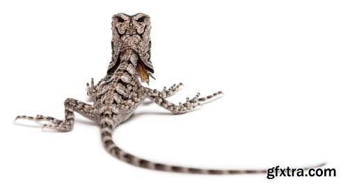 Frill-Necked Lizard Isolated - 15xJPGs