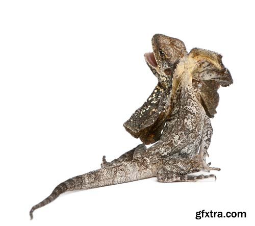 Frill-Necked Lizard Isolated - 15xJPGs