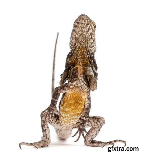 Frill-Necked Lizard Isolated - 15xJPGs