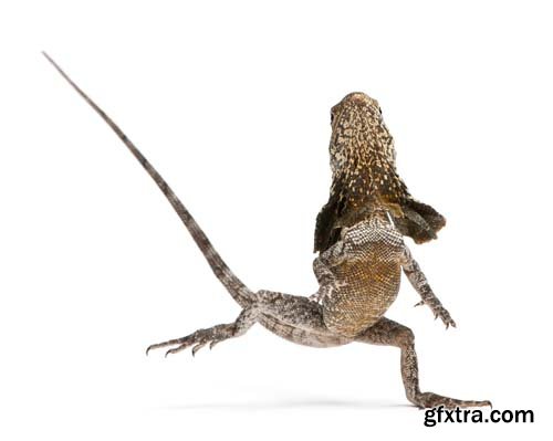 Frill-Necked Lizard Isolated - 15xJPGs