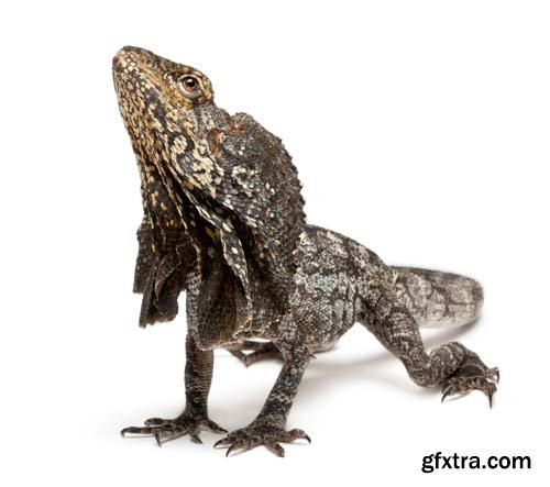 Frill-Necked Lizard Isolated - 15xJPGs