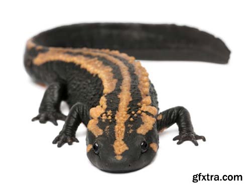 Laos Warty Newt Isolated - 10xJPGs