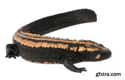 Laos Warty Newt Isolated - 10xJPGs