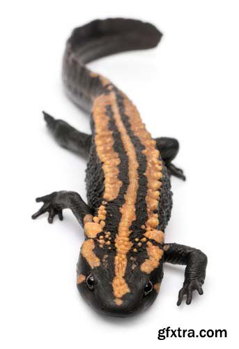 Laos Warty Newt Isolated - 10xJPGs