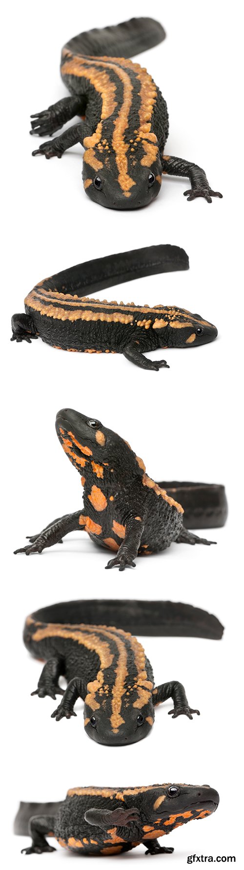 Laos Warty Newt Isolated - 10xJPGs