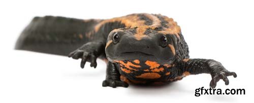 Laos Warty Newt Isolated - 10xJPGs