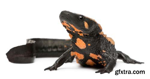 Laos Warty Newt Isolated - 10xJPGs