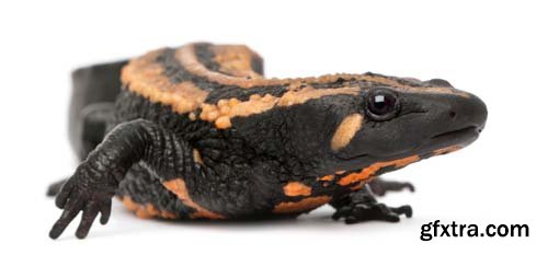 Laos Warty Newt Isolated - 10xJPGs