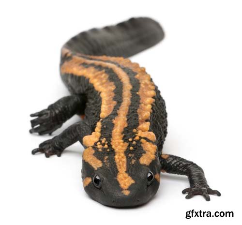 Laos Warty Newt Isolated - 10xJPGs