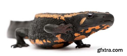 Laos Warty Newt Isolated - 10xJPGs