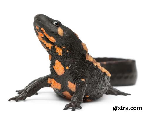 Laos Warty Newt Isolated - 10xJPGs