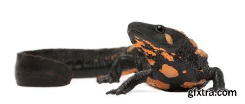 Laos Warty Newt Isolated - 10xJPGs