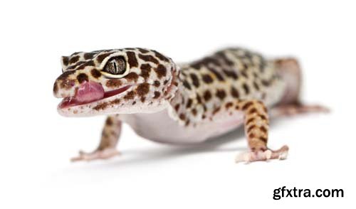 Leopard Gecko Isolated - 9xJPGs