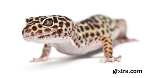 Leopard Gecko Isolated - 9xJPGs