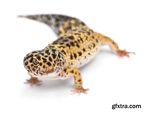 Leopard Gecko Isolated - 9xJPGs