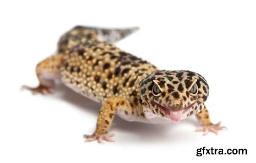 Leopard Gecko Isolated - 9xJPGs