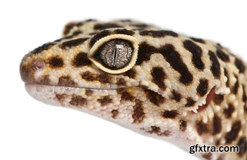 Leopard Gecko Isolated - 9xJPGs