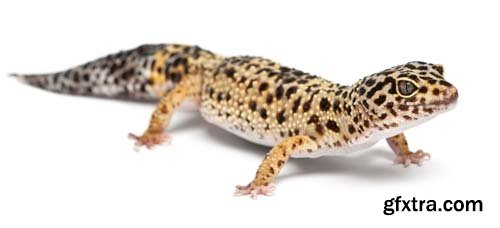 Leopard Gecko Isolated - 9xJPGs