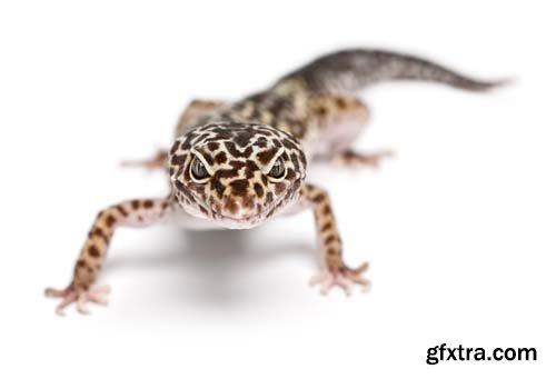 Leopard Gecko Isolated - 9xJPGs