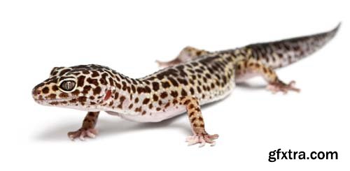 Leopard Gecko Isolated - 9xJPGs