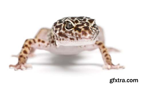 Leopard Gecko Isolated - 9xJPGs