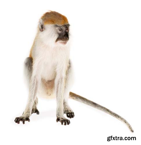 Monkey Isolated - 15xJPGs