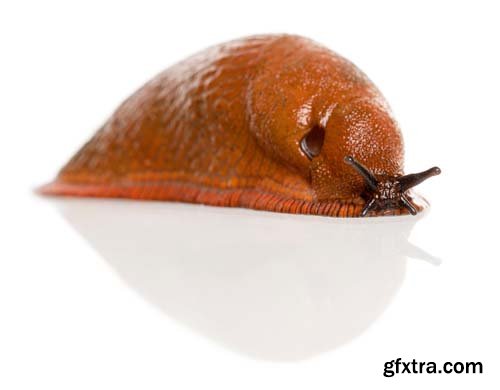 Red Slug Isolated - 7xJPGs