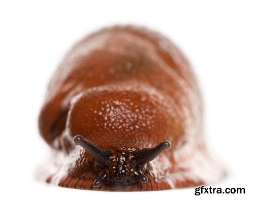 Red Slug Isolated - 7xJPGs