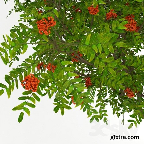 Rowan Tree 03