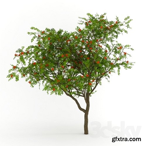 Rowan Tree 03