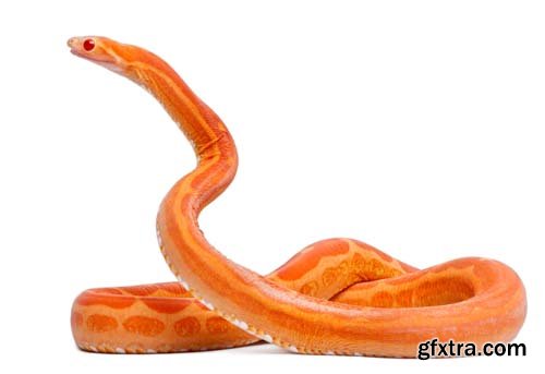 Scaleless Corn Snake Isolated - 13xJPGs