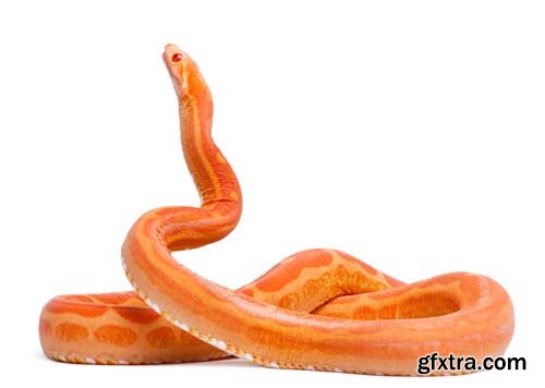 Scaleless Corn Snake Isolated - 13xJPGs