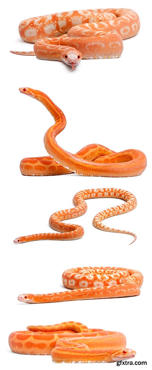 Scaleless Corn Snake Isolated - 13xJPGs