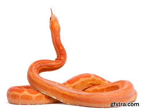 Scaleless Corn Snake Isolated - 13xJPGs