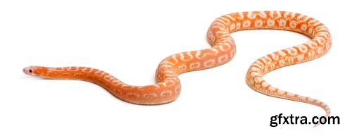 Scaleless Corn Snake Isolated - 13xJPGs