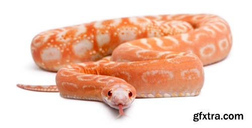 Scaleless Corn Snake Isolated - 13xJPGs