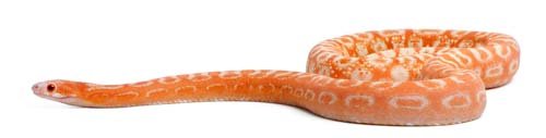 Scaleless Corn Snake Isolated - 13xJPGs