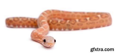 Scaleless Corn Snake Isolated - 13xJPGs