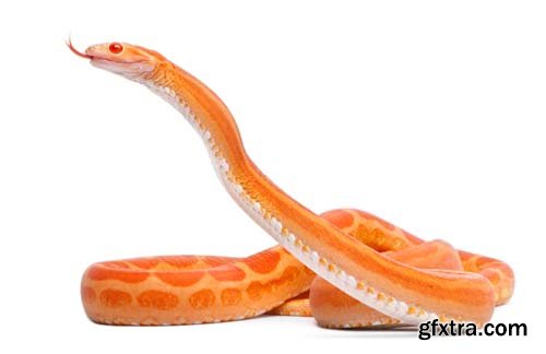 Scaleless Corn Snake Isolated - 13xJPGs