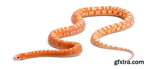 Scaleless Corn Snake Isolated - 13xJPGs