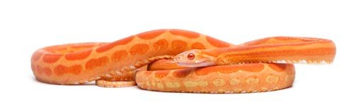 Scaleless Corn Snake Isolated - 13xJPGs